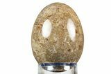 Polished Petrified Palm Root Egg - California #309018-1